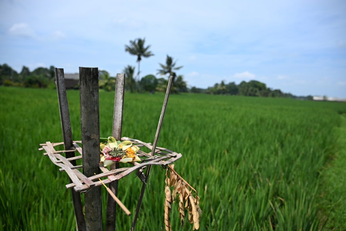 photo of an offering to Dewi Sri