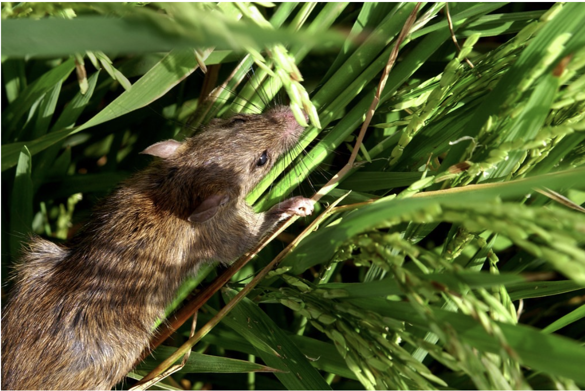 Photo of a Rice field rat infesting rice plants